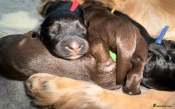 Cocker Spaniel dogs for sale: Cocker Spaniel Puppies - Image 13