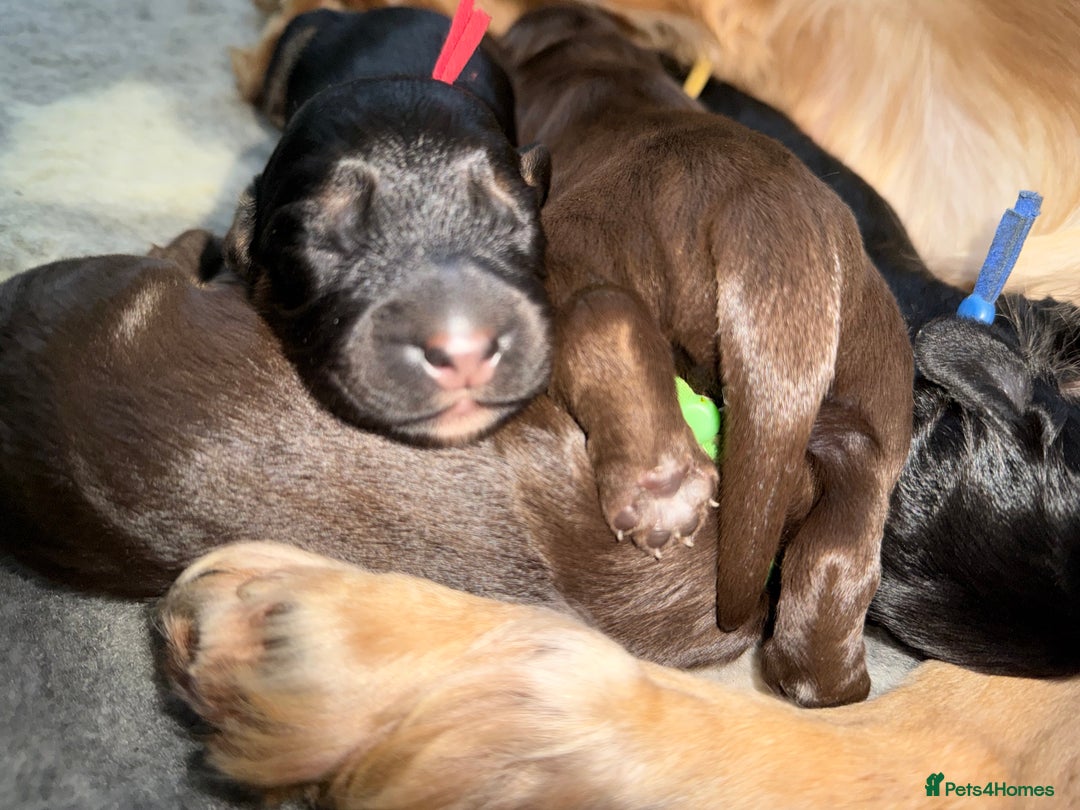 Cocker Spaniel dogs for sale: Cocker Spaniel Puppies - Image 13