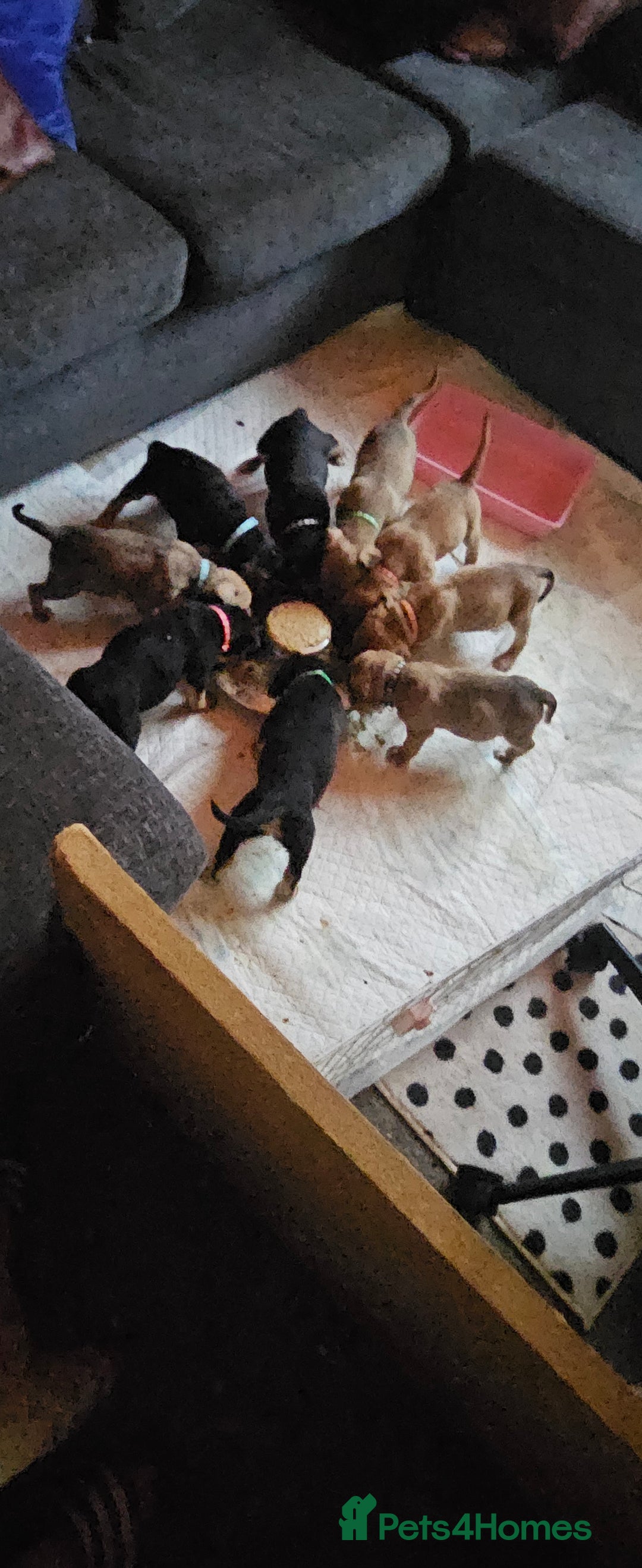 Mixed Breed dogs for sale: Puppies for sale - Advert 2