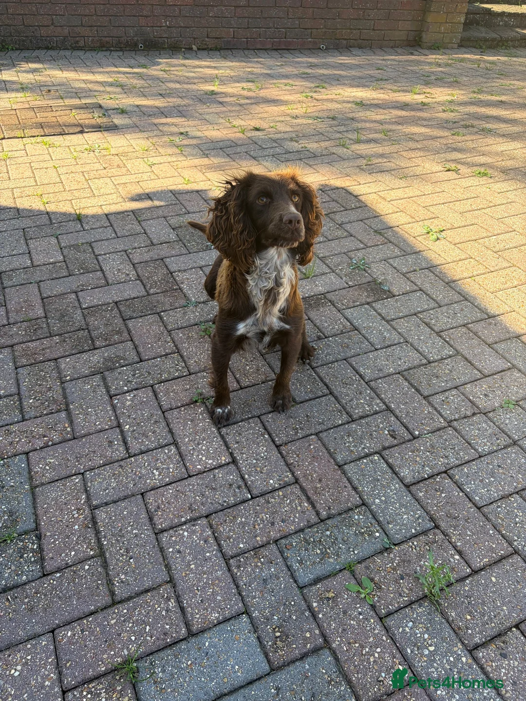 Cocker Spaniel dogs for sale: Beautiful 6 black cocker spaniel!  - Advert 2