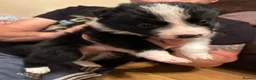 Border Collie dogs for sale: Border Collie Puppies - Advert 5