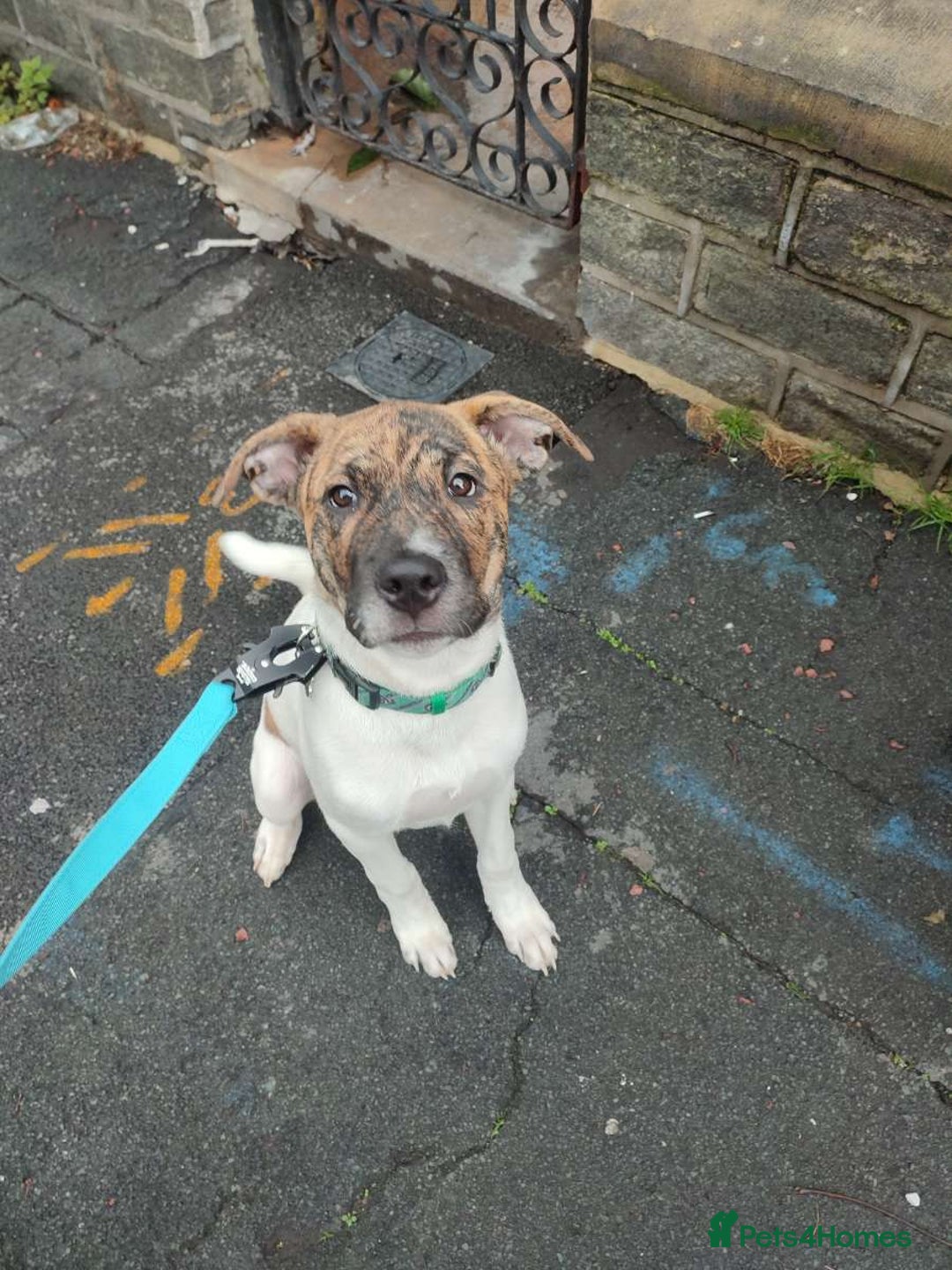 Mixed Breed dogs for sale: Bullmastiif Cross American Akita - Advert 2