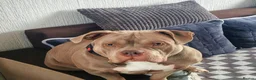 American Bully dogs for sale: American Bull Pocket - Advert 10