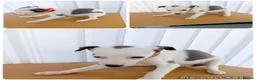 Whippet dogs for sale: Stunning Whippet Puppies for sale in Chesterfield - Advert 10