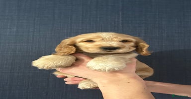 Cocker Spaniel dogs - Advert 7