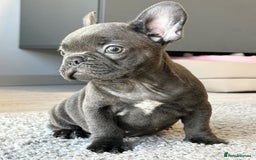 French Bulldog dogs for sale: Family Raised French Bulldog Puppies- Vet Approved - Image 3