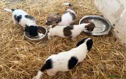 Jack Russell dogs for sale: Jack Russell puppies rough/smooth coat ready now  - Image 16