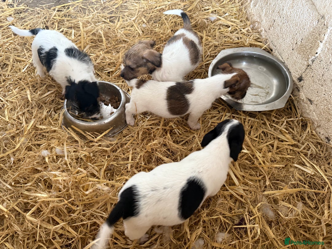 Jack Russell dogs for sale: Jack Russell puppies rough/smooth coat ready now  - Image 16