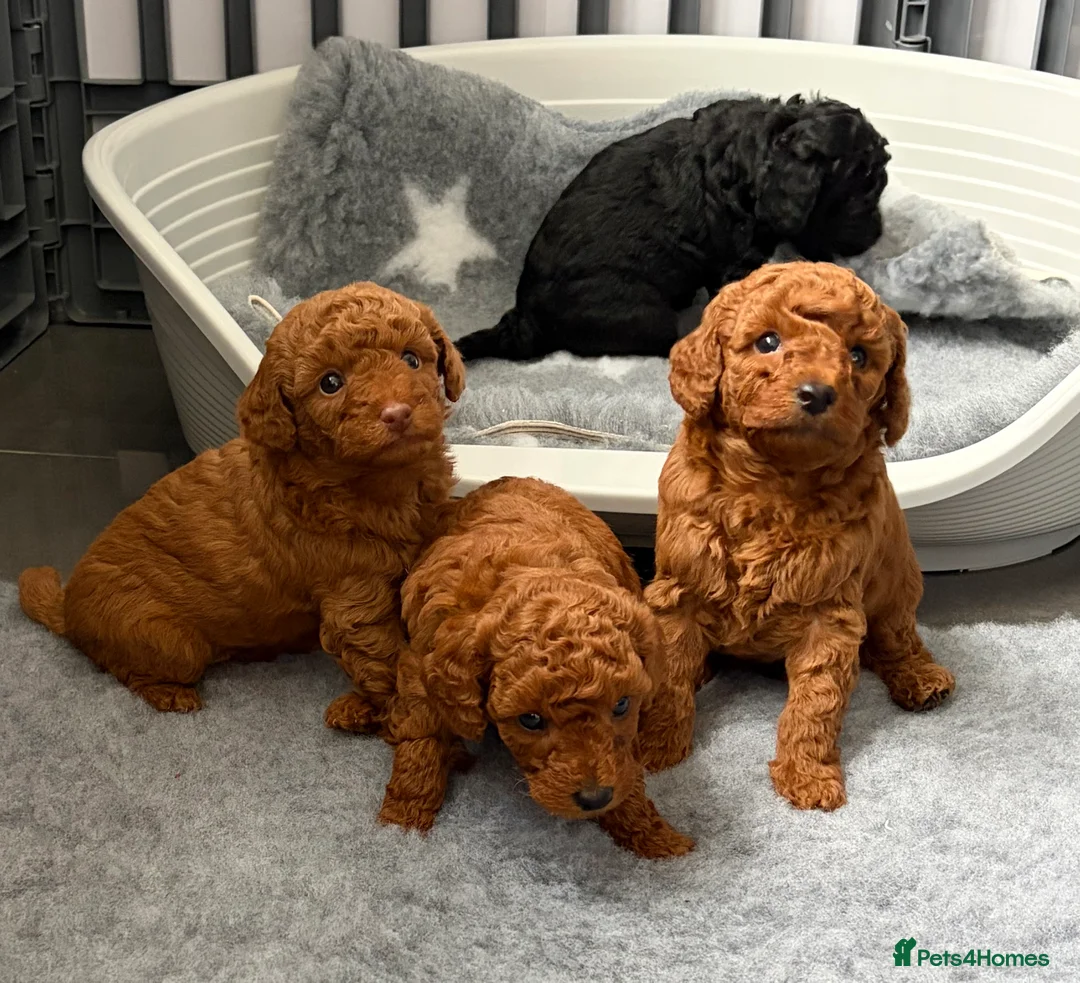 Cavapoo dogs for sale: F1 Cavapoo puppies  - Advert 2