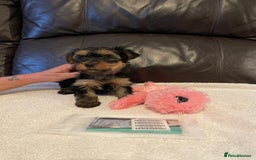 Yorkshire Terrier dogs for sale: ** Yorkshire Terrier Puppies  - Image 8
