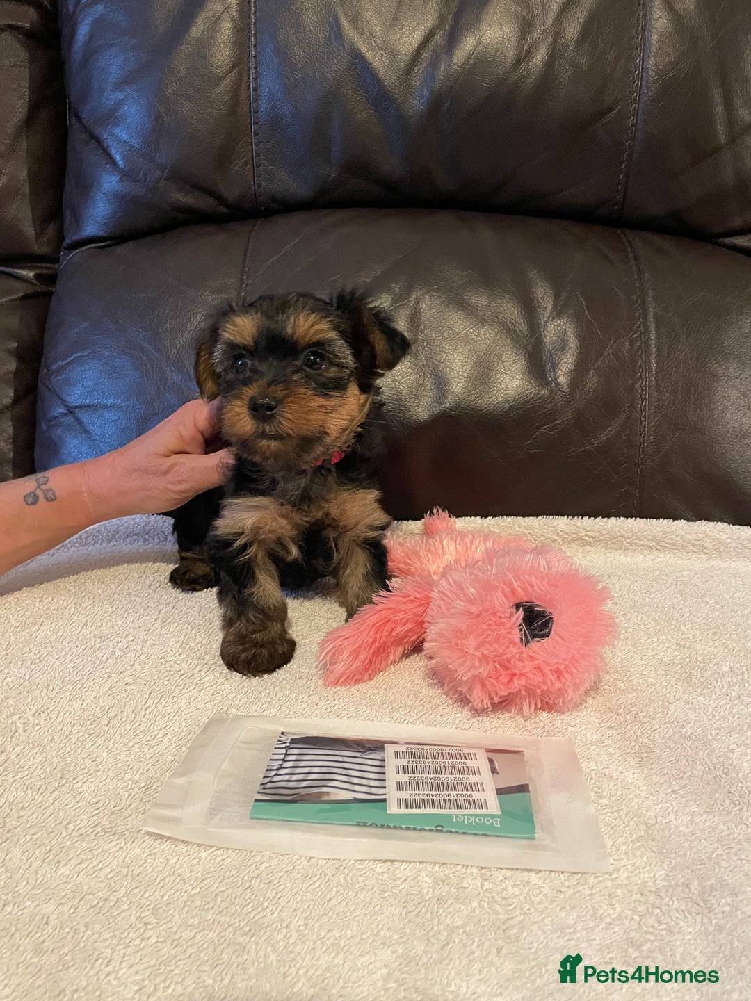 Yorkshire Terrier dogs for sale: ** Yorkshire Terrier Puppies  - Image 8