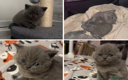 British Shorthair cats for sale: Beautiful Fluffy British Shorthair Kittens  - Image 4