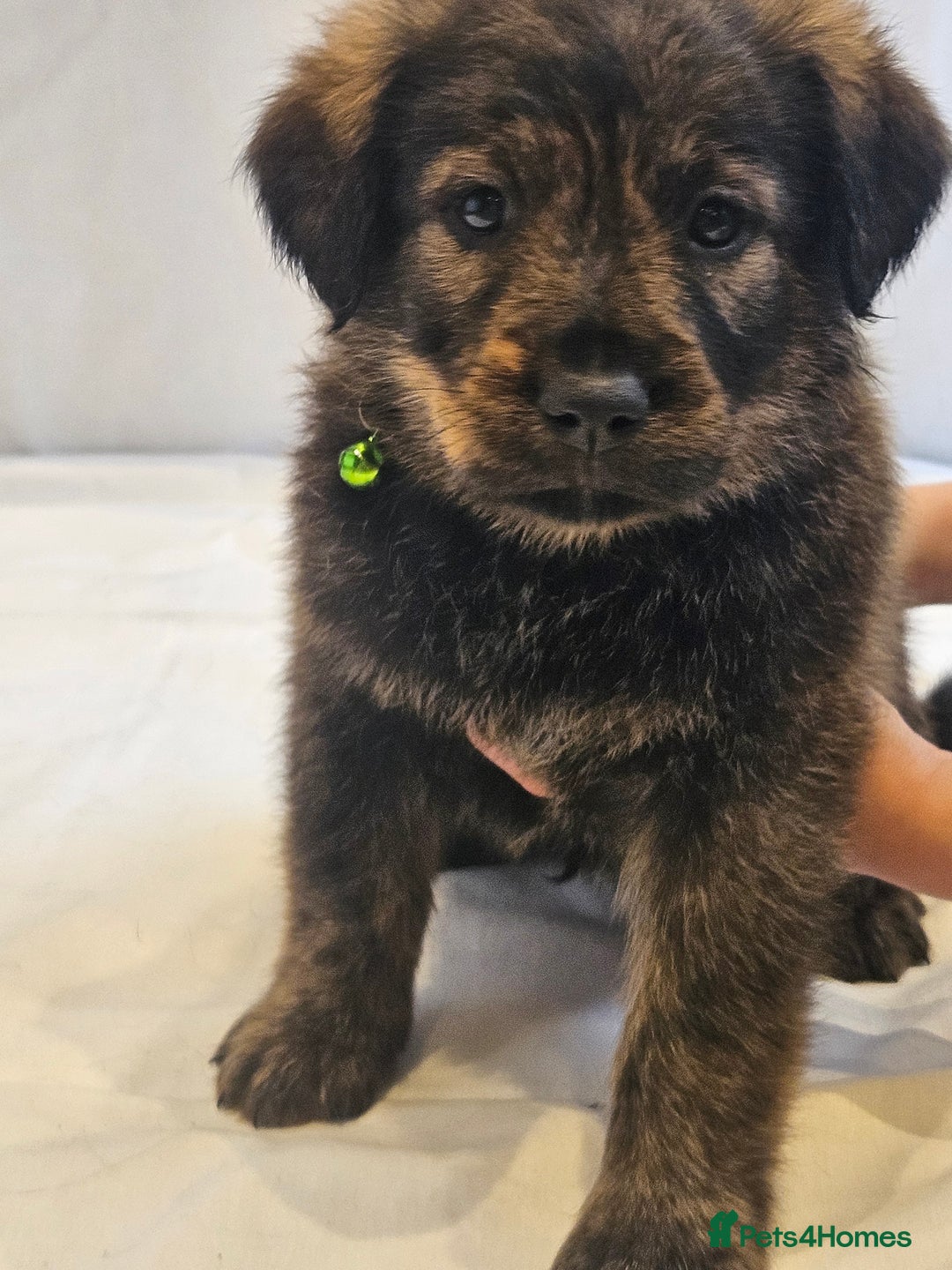 Mixed Breed dogs for sale: Rottweiler x poodle puppies ✨️ready now✨️ - Advert 7