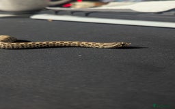 Snake reptiles for sale: Cb25 hognose snake babies. Varied morphs and sexes - Image 5
