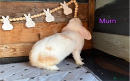 Mini Lop rabbits for sale: 4 beautiful mini lop babies  - Image 19