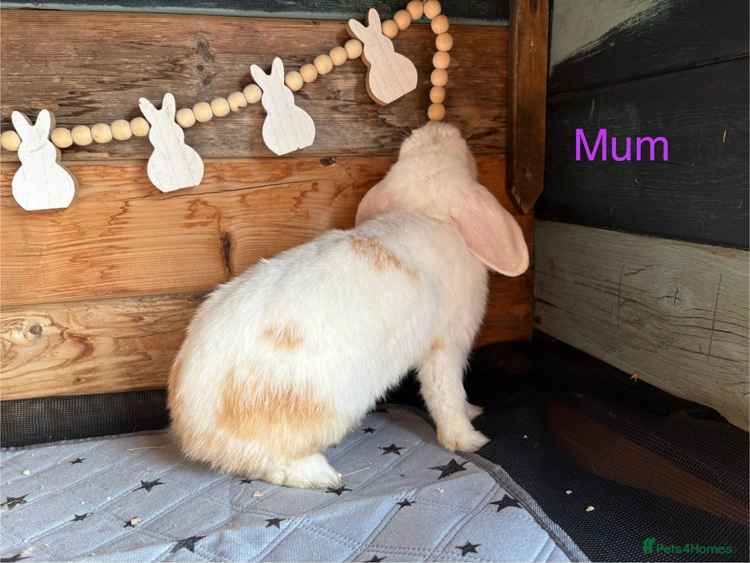 Mini Lop rabbits for sale: 4 beautiful mini lop babies  - Image 19