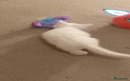 Turkish Angora cats for sale: White Turkish angora kitten  - Image 5