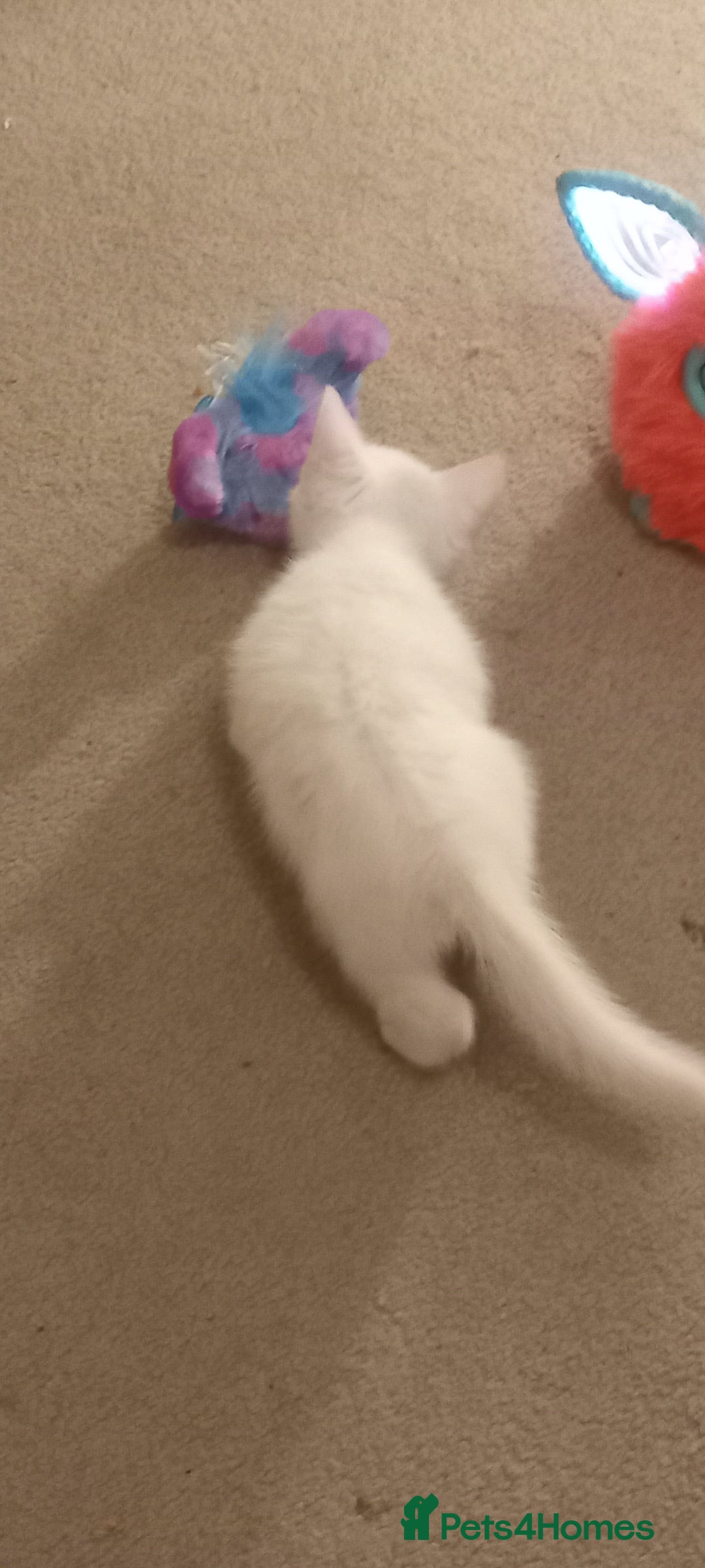 Turkish Angora cats for sale: White Turkish angora kitten  - Image 5