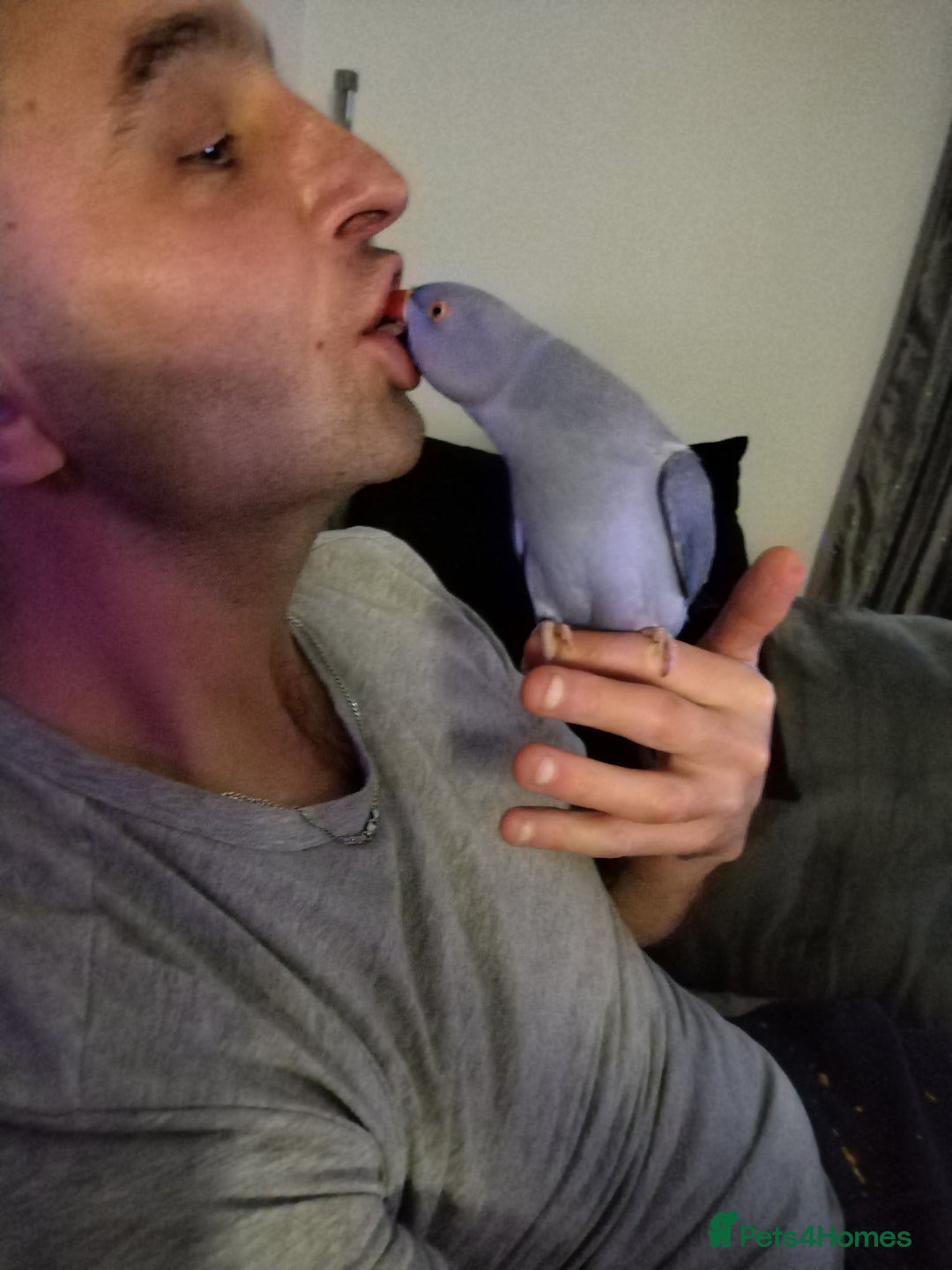 Ringnecks birds for sale: Ringneck parrot - Advert 6