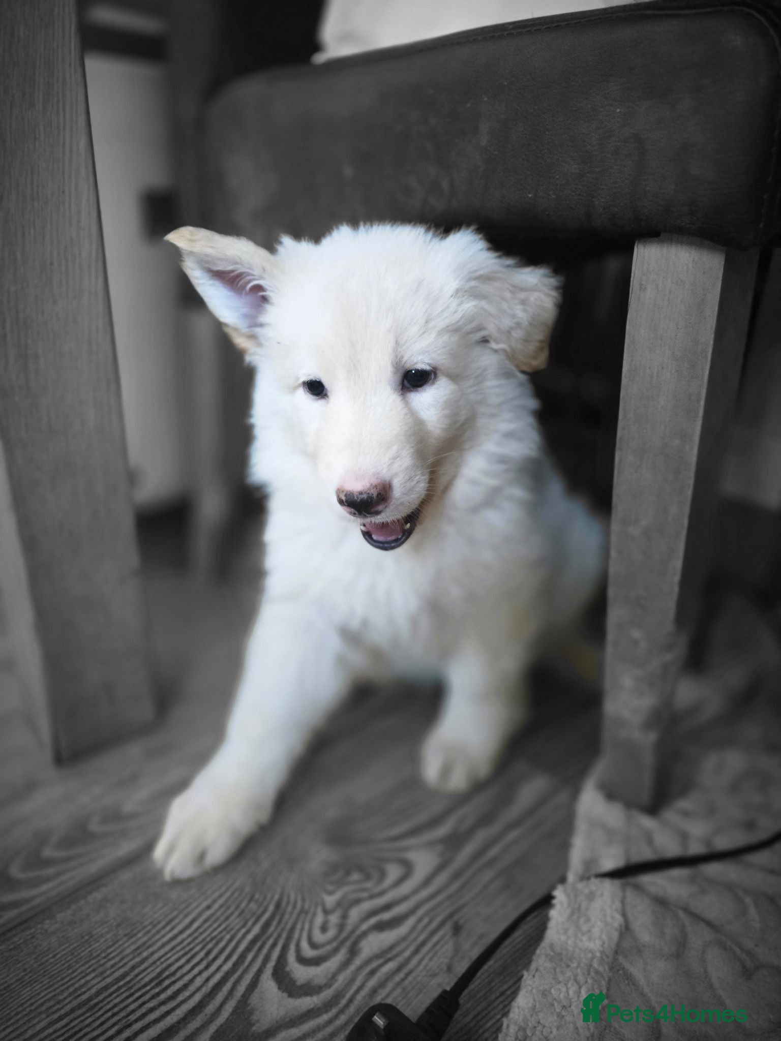 German Shepherd dogs 💥 READY TO LEAVE💥💕Lunas pups 💕 - Advert 10