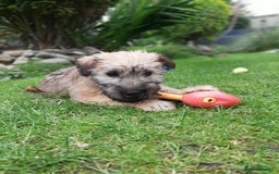 Soft Coated Wheaten Terrier dogs for sale: Beautiful Quality Soft Coated Wheaten Terriers  - Image 12
