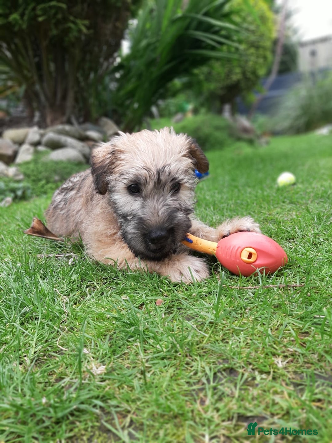Soft Coated Wheaten Terrier dogs for sale: Beautiful Quality Soft Coated Wheaten Terriers  - Image 12