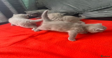 British Shorthair cats - Advert 3