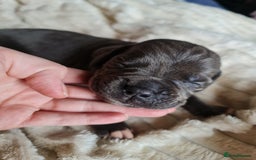 Cane Corso dogs for sale: Cane corso puppies  - Image 16
