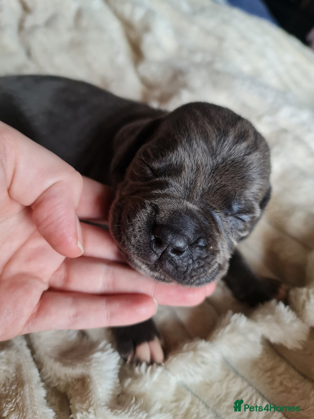 Cane Corso dogs for sale: Cane corso puppies  - Image 16