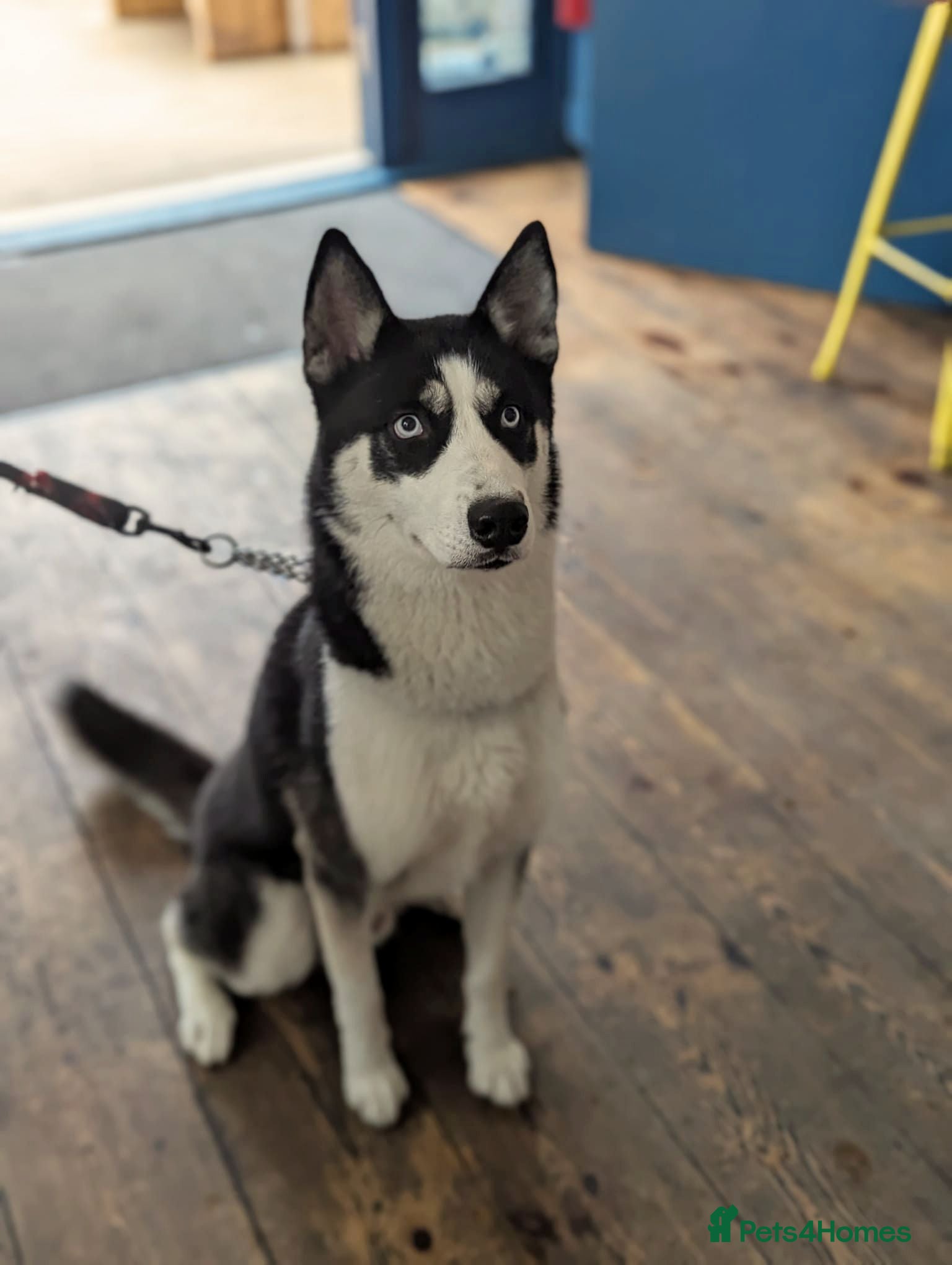 Utonagan dogs happy, clever boy - Advert 5