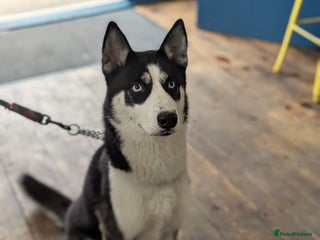 Utonagan dogs - Advert 2