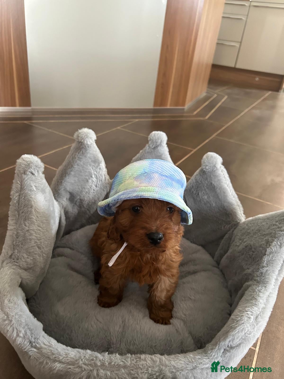 Cavapoo dogs for sale: Fl cavapoos - Advert 1