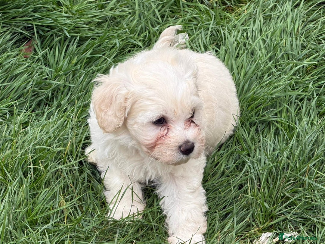 Bichon Frise dogs for sale: Dogs  - Image 5
