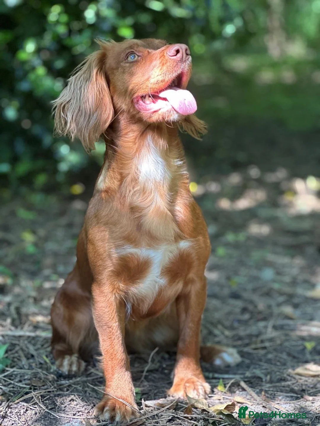 Cocker Spaniel dogs for sale: Male cocker spaniel  - Advert 1