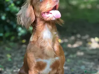 Cocker Spaniel dogs Male cocker spaniel - Advert 10