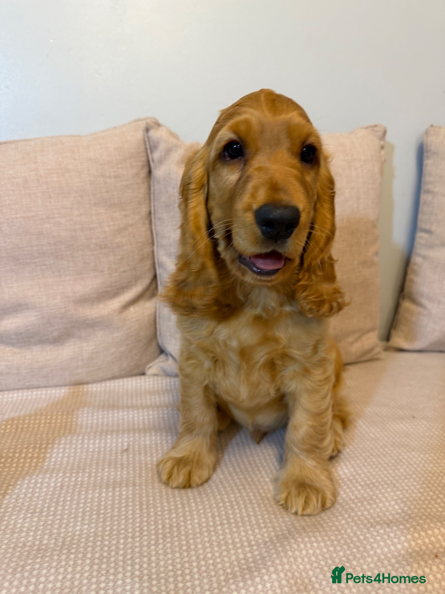 Cocker Spaniel dogs Show Cocker Spaniel Boy  - Advert 1