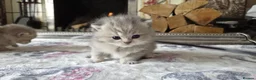 British Shorthair cats for sale: six beautiful British Shorthair  in Halifax - Advert 38