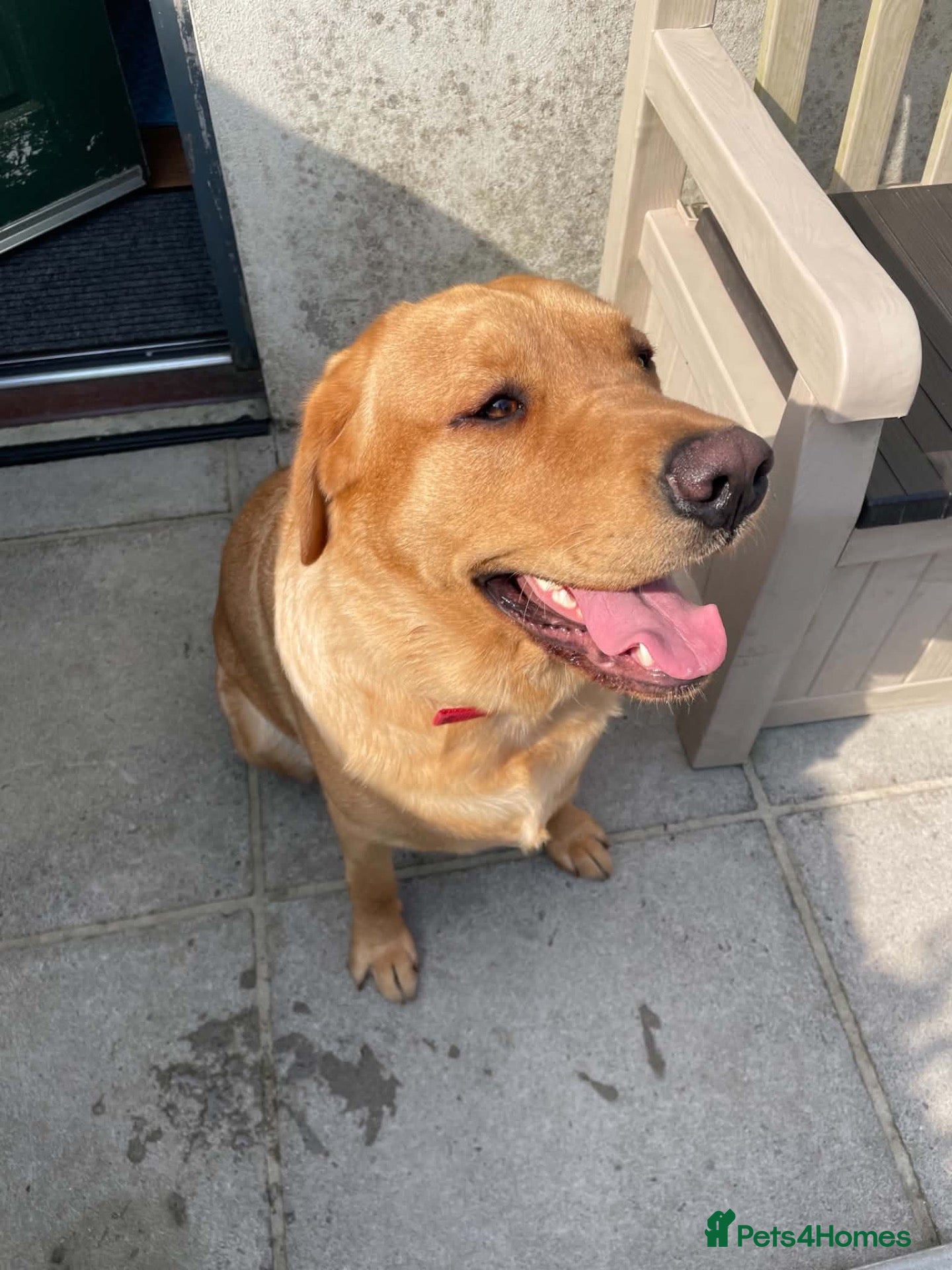 Labrador Retriever dogs KC reg Fox red Labrador 19 months old. - Advert 2