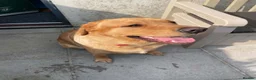 Labrador Retriever dogs for sale: KC reg Fox red Labrador 19 months old. in Penzance - Advert 1