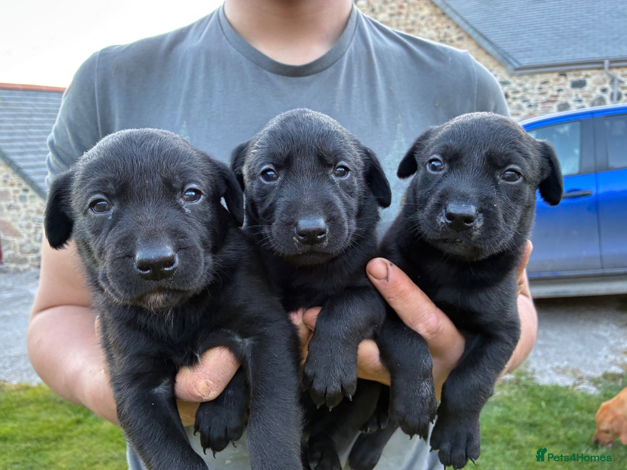 Borador dogs for sale: 7x beautiful Fox Red Labrador x collie puppies  - Advert 1