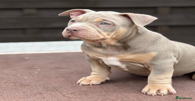 American Bully dogs - Advert 1