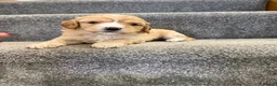 Cavapoo dogs for sale: Cavapoo puppies f1  - Advert 7
