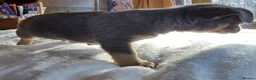 Chihuahua dogs for sale: Gorgeous Chiuahaha pups! - Advert 21