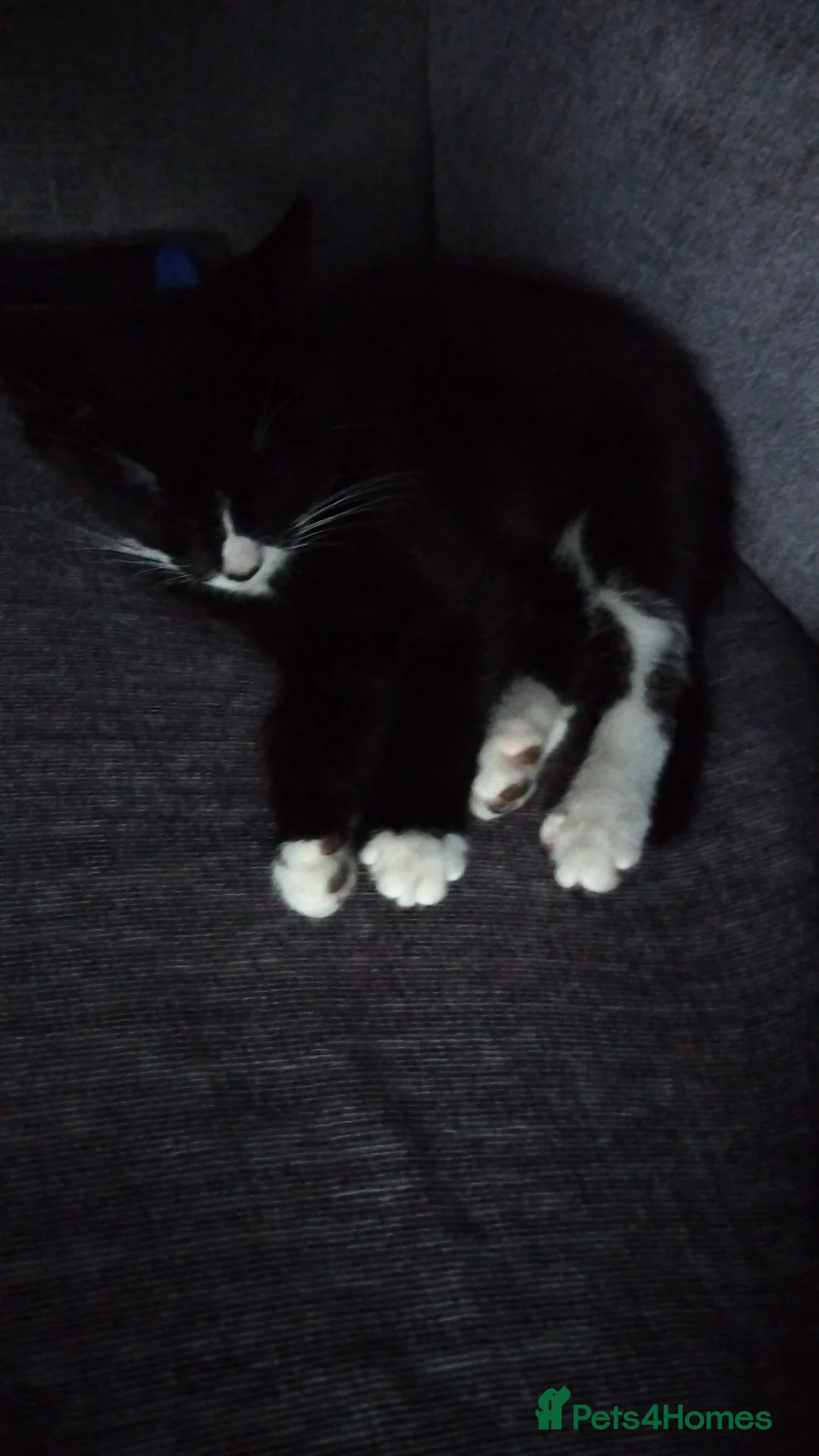 British Shorthair cats for sale: Male kitten in Cheltenham - Advert 3