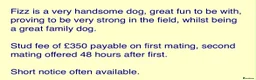 Cocker Spaniel dogs for sale: Dumplings 🥟  - Advert 11
