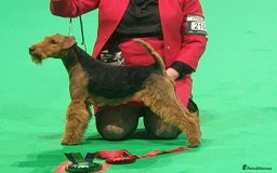 Welsh Terrier dogs for sale: Top Quality Welsh Terrier Male Puppies for Sale - Advert 5