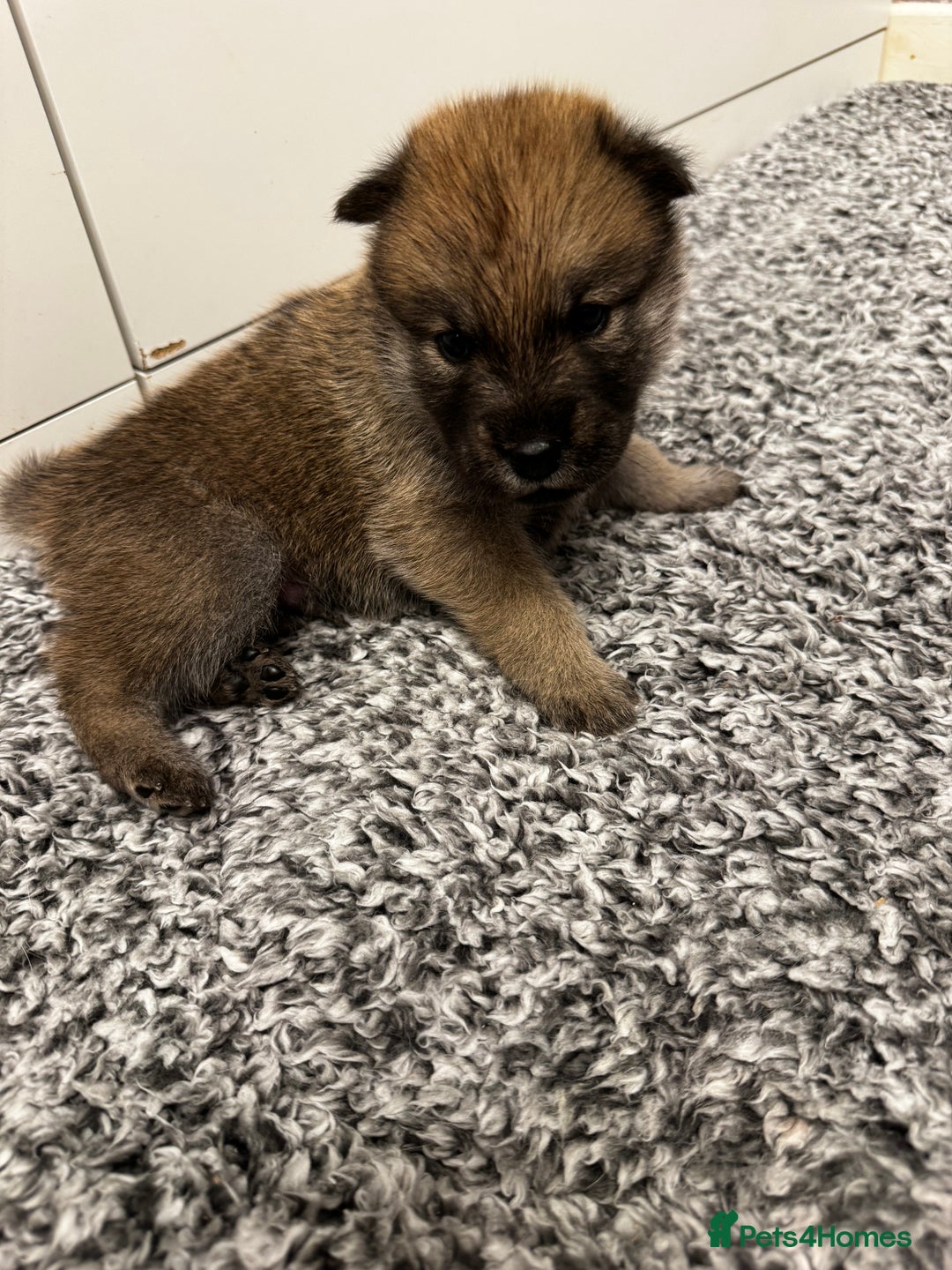 Mixed Breed dogs for sale: Chowski puppies for sale  - Advert 4