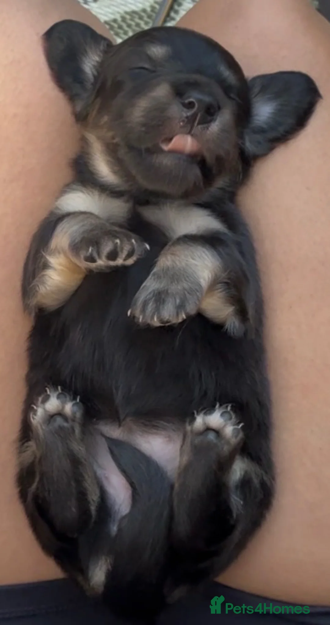 Dachshund dogs for sale: Long Haired Miniature Dachshund Puppies KC ✅ in Warrington - Advert 13