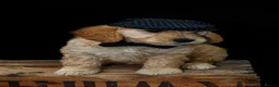 Mini Goldendoodle dogs for sale: F1 Health Tested - POLICE Dog Trainer / 5* BREEDER - Advert 1