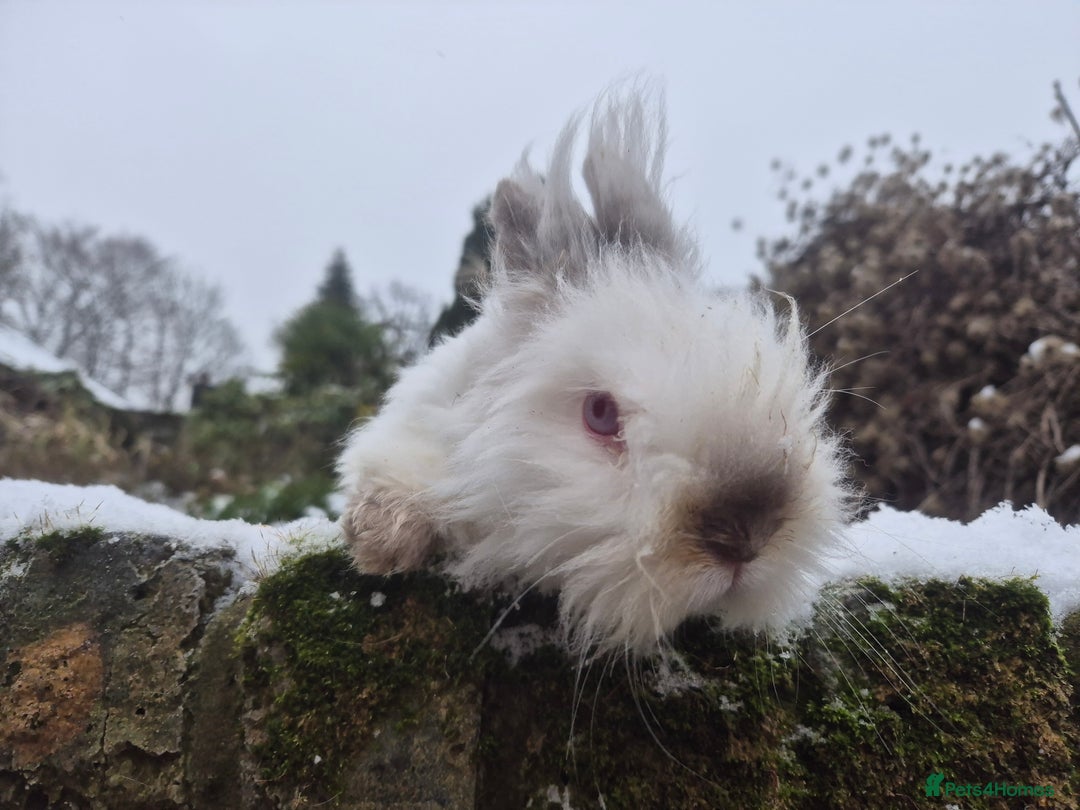 Angora rabbits for sale: 💙Teddydwerg boy- READY NOW 🥰  - Advert 5